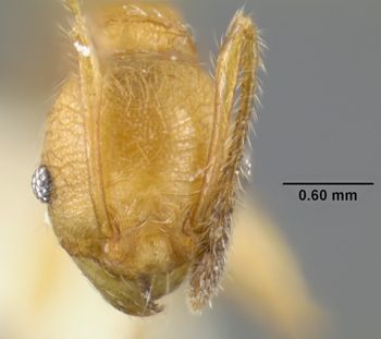 Media type: image;   Entomology 300266 Aspect: head frontal view